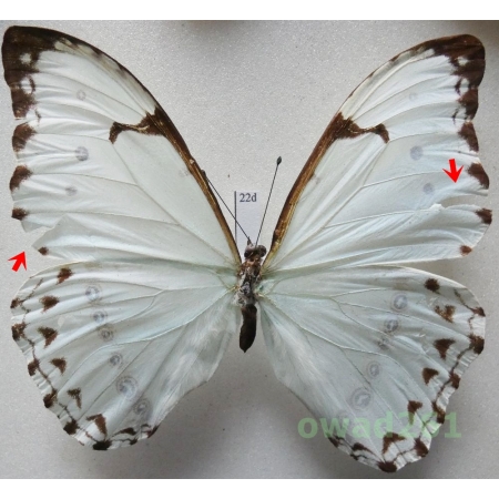 Morpho catenarius Perry, 1811 Brazil 91mm22d